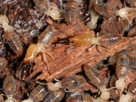Termes sp. (Termitidae: Termitinae), Francouzská Guyana